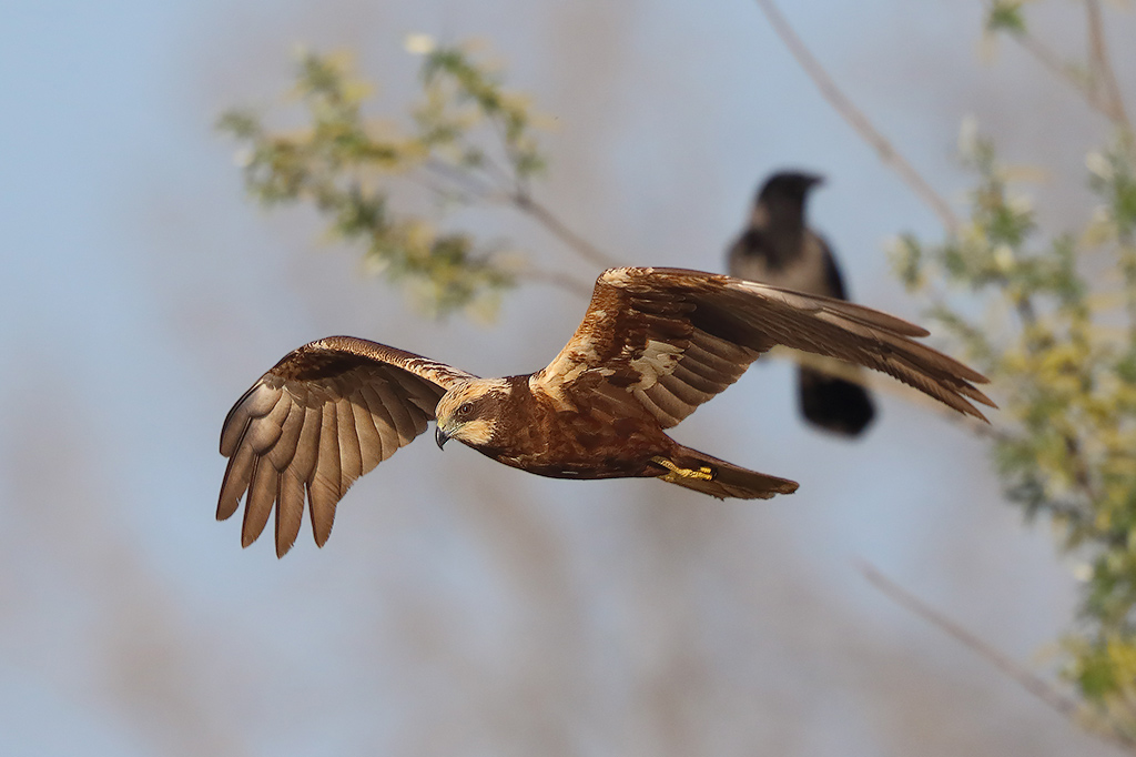 Falco di palude (Circus aeruginosus)